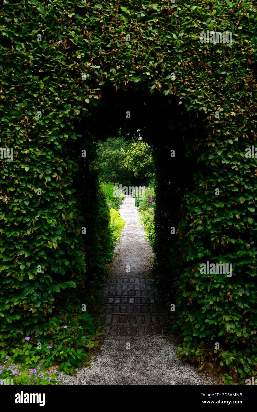 arched,archway,opening,entrance,beech hedge,neatly clipped garden feature,double herbaceous border,borders,perennials,mix,mixed planting scheme,beech Stock Photo