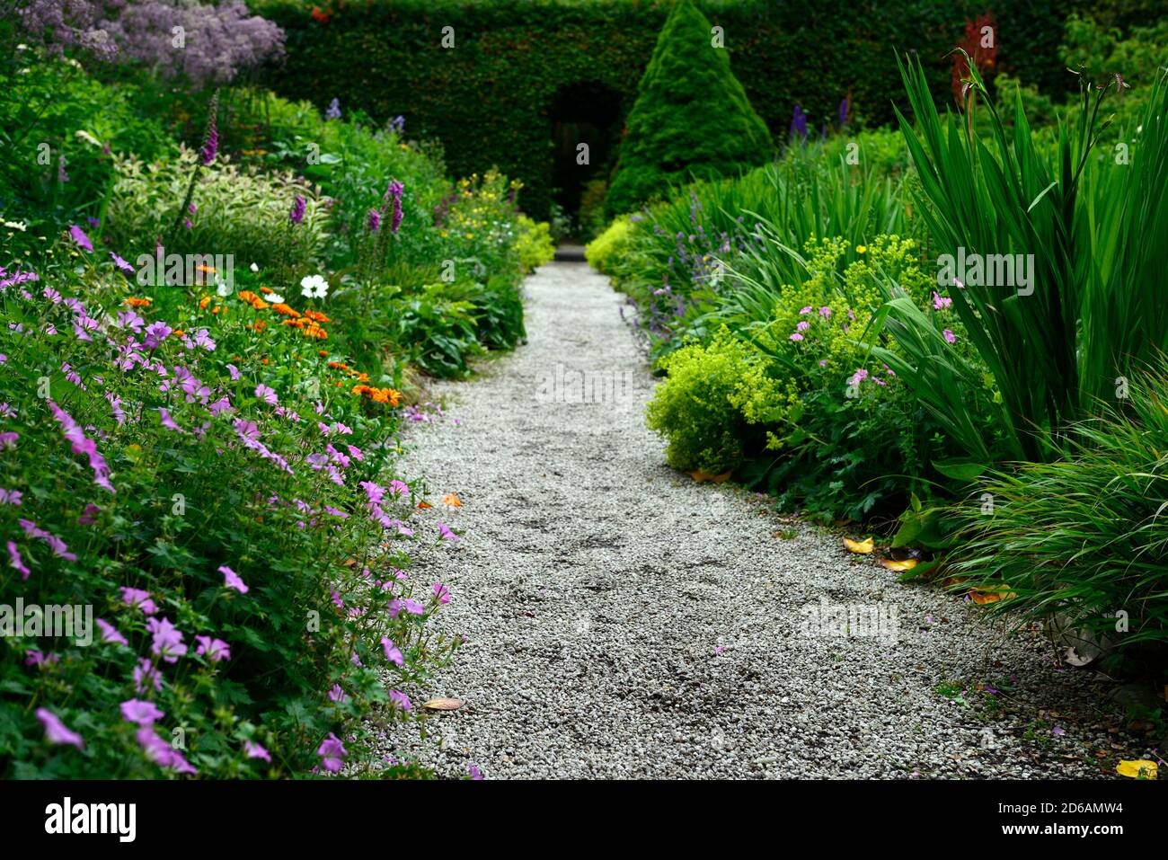 double herbaceous border,borders,perennials,mix,mixed planting scheme,beech hedge,mount usher gardens,wicklow,RM Floral Stock Photo