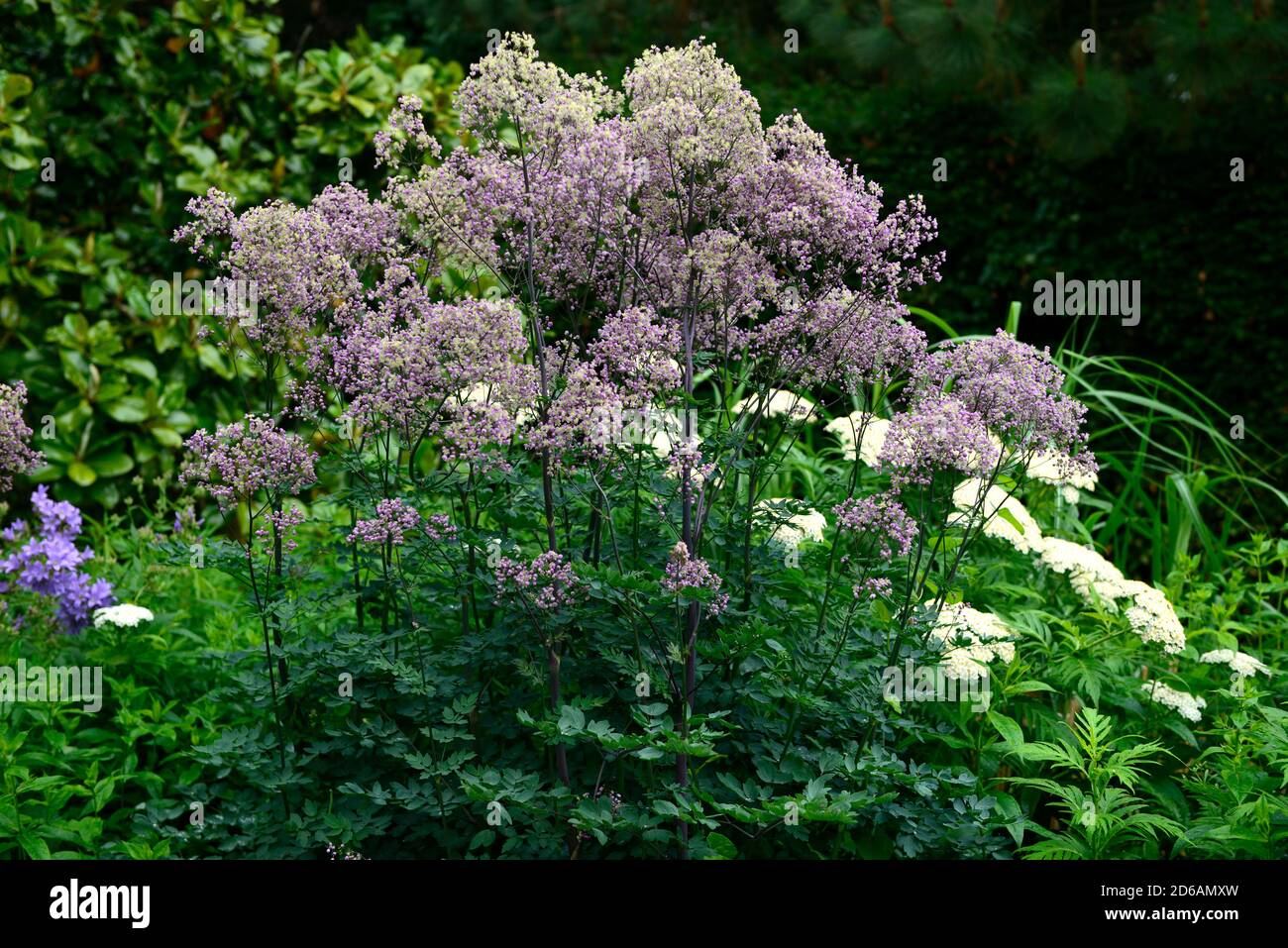 thalictrum elin,tall meadow rue,lacy blue-green foliage,purple,lilac flowers,flowering,RM floral Stock Photo