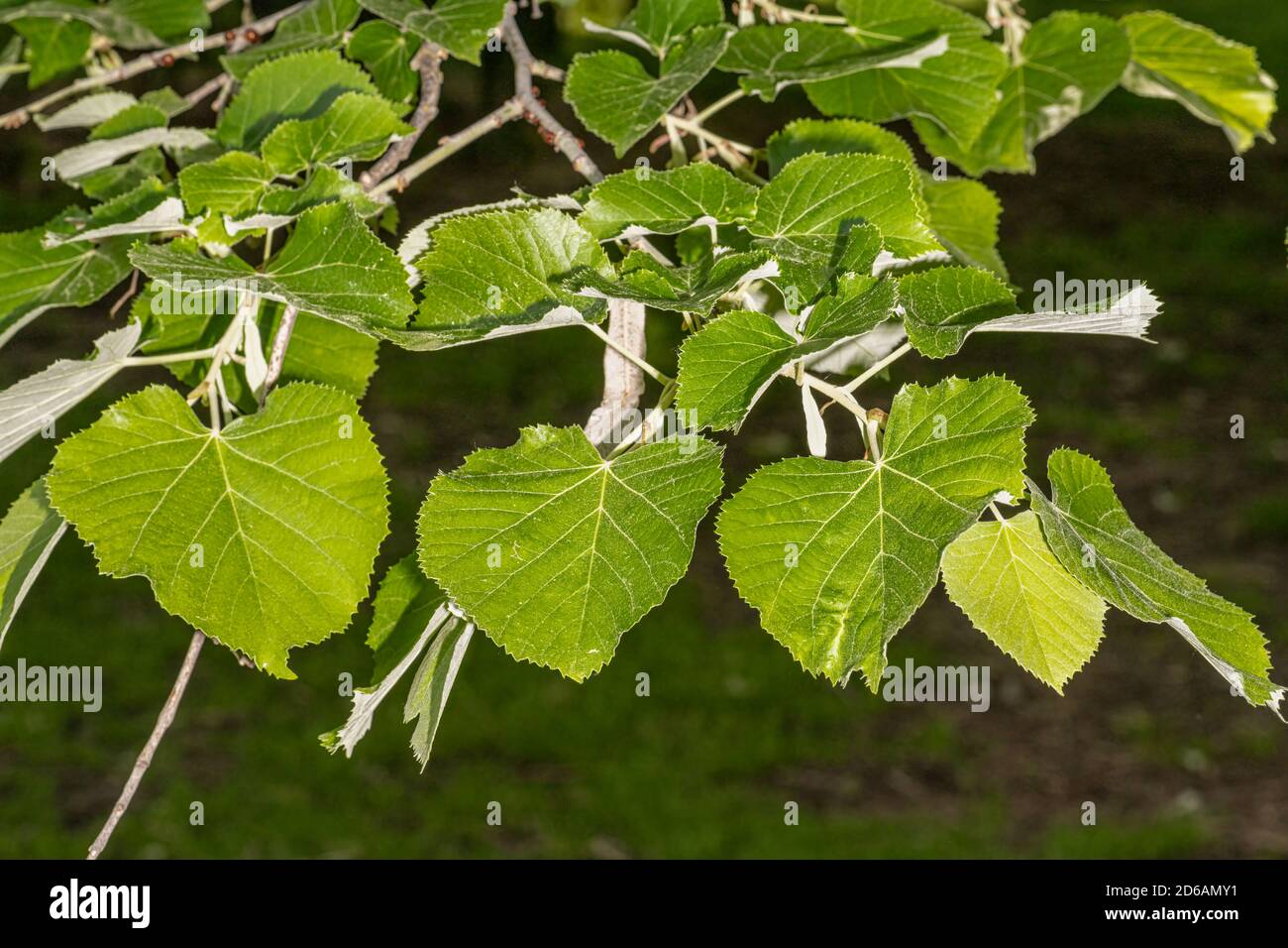 Leaves of Green Mountain Linden(Tilia tomentosa 'PNI6051') Stock Photo