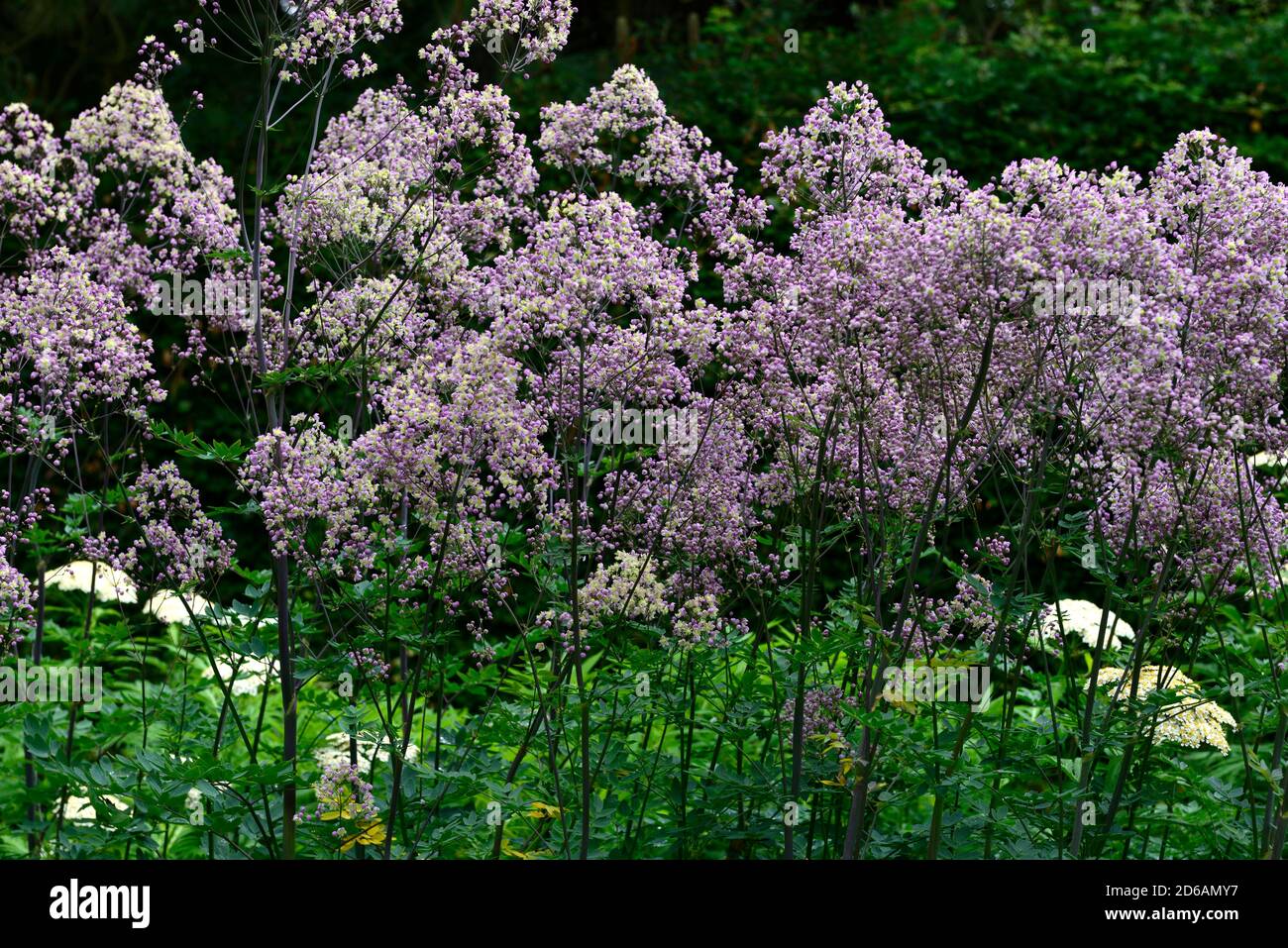 thalictrum elin,tall meadow rue,lacy blue-green foliage,purple,lilac flowers,flowering,RM floral Stock Photo