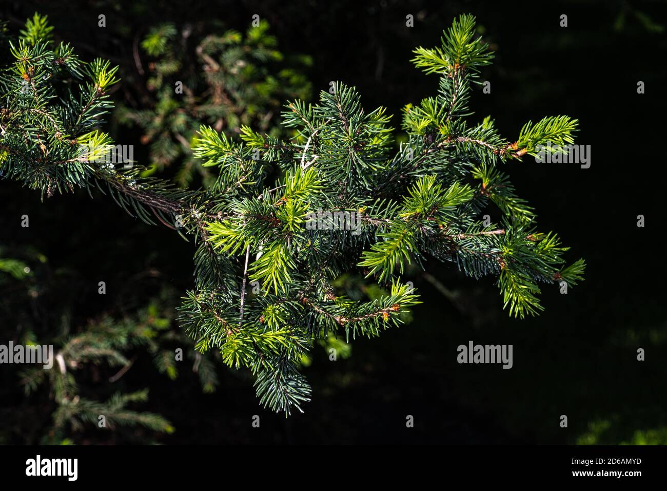 Leaves of Norway Spruce (Picea abies ‘Hillside Upright’ Stock Photo - Alamy