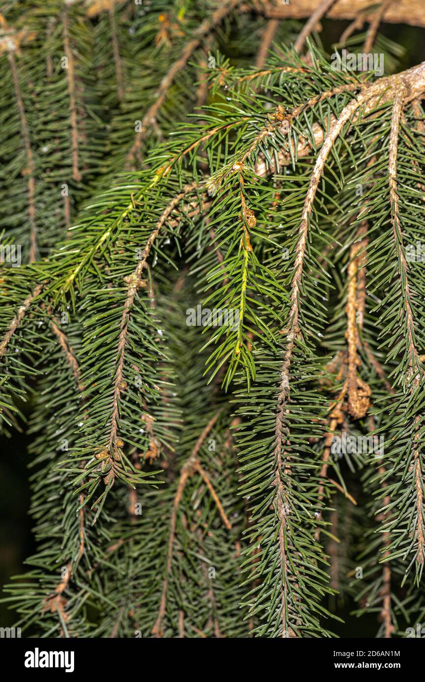 Leaves of Norway Spruce (Picea abies 'Rubra Spicata') Stock Photo