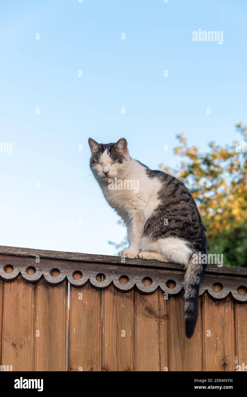 Cat sitting fence hires stock photography and images Alamy