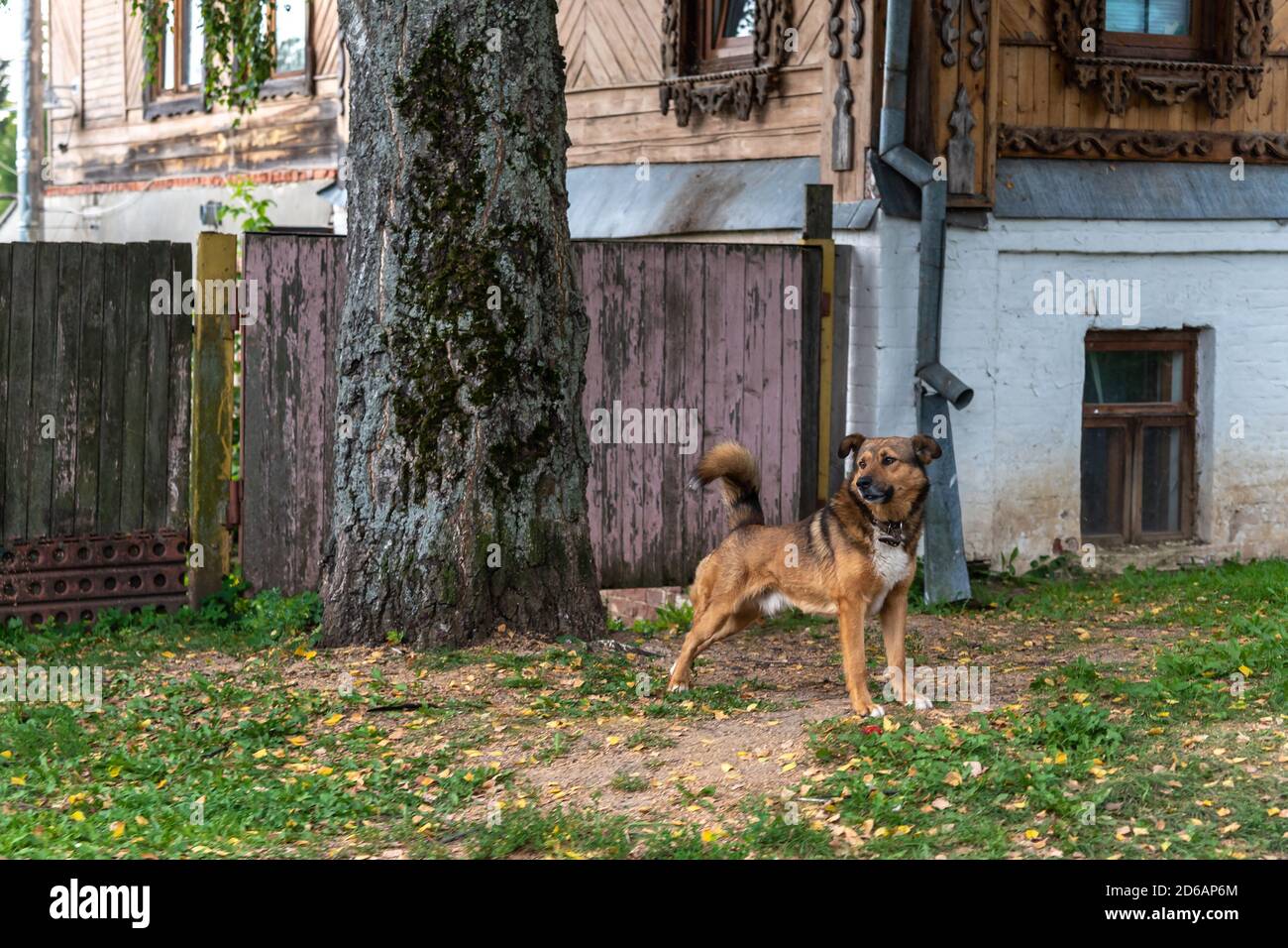 Dog in yard of rustic wooden house summer cottage Stock Photo