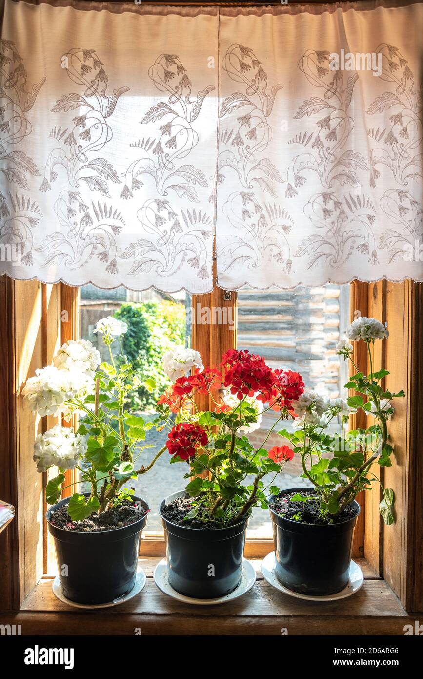 Potted house plants hi-res stock photography and images - Alamy