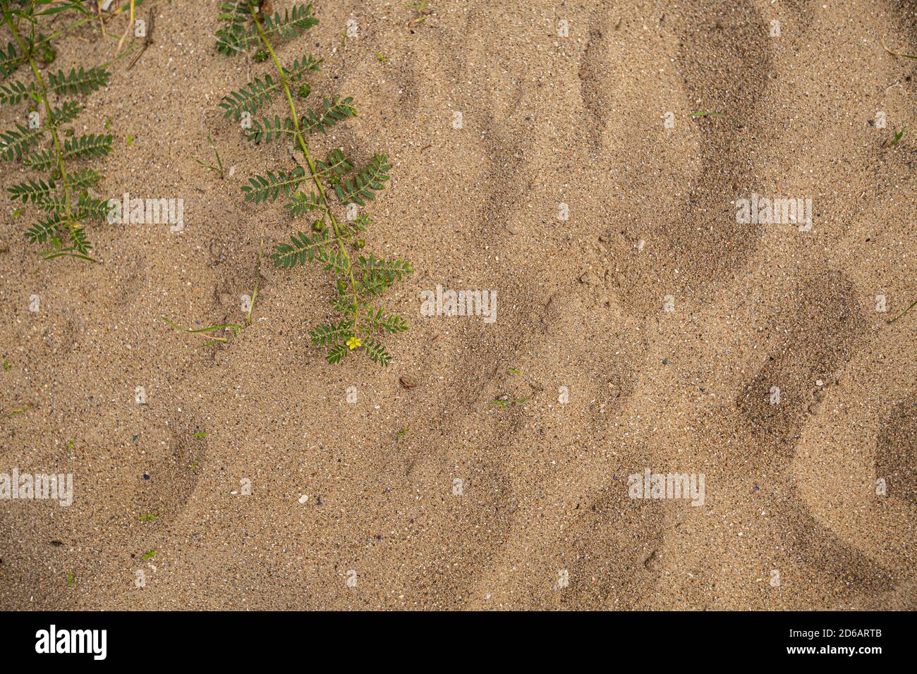 Top view of green leaves on sandy surface Stock Photo