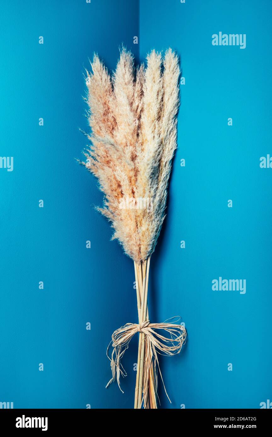 Dried Pampas Grass Stock Photo Alamy