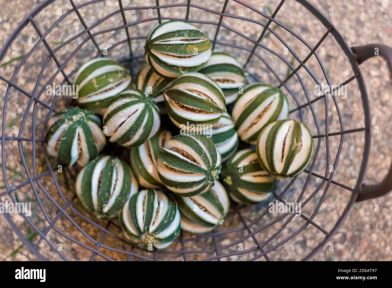 decorative dried limes concept from birds perspective Stock Photo