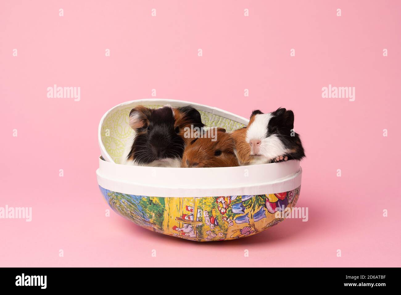 Three cute young guinea pigs sitting in a paper egg box on pink