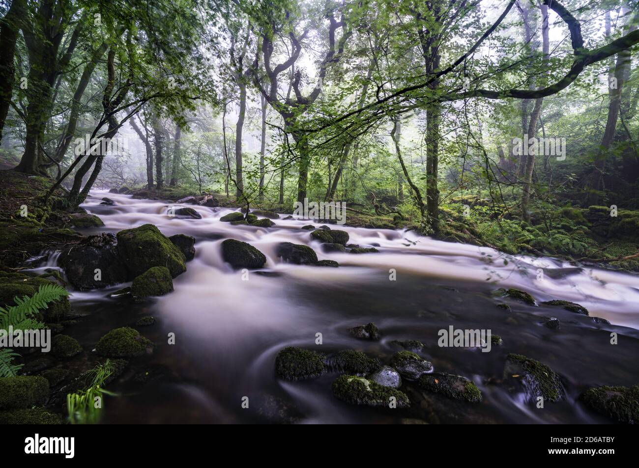 A swollen river fast flowing through a mossy wood in Gwynedd, North Wales UK. Stock Photo