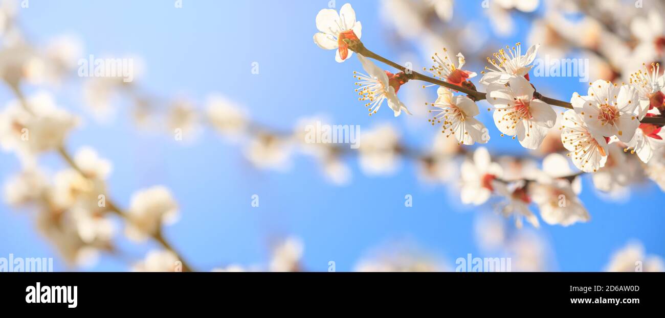 Spring background, panorama, banner - flowers of apricot tree (Prunus armeniaca) on the background of a blooming garden, closeup with space for text Stock Photo
