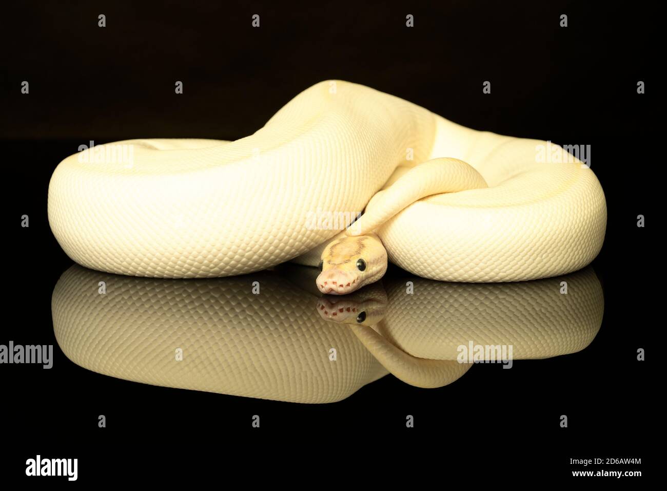 Ivory Blackhead Adult Ball Python Close-up of a ivory buttermorph ballpython adult full body lying on a ...