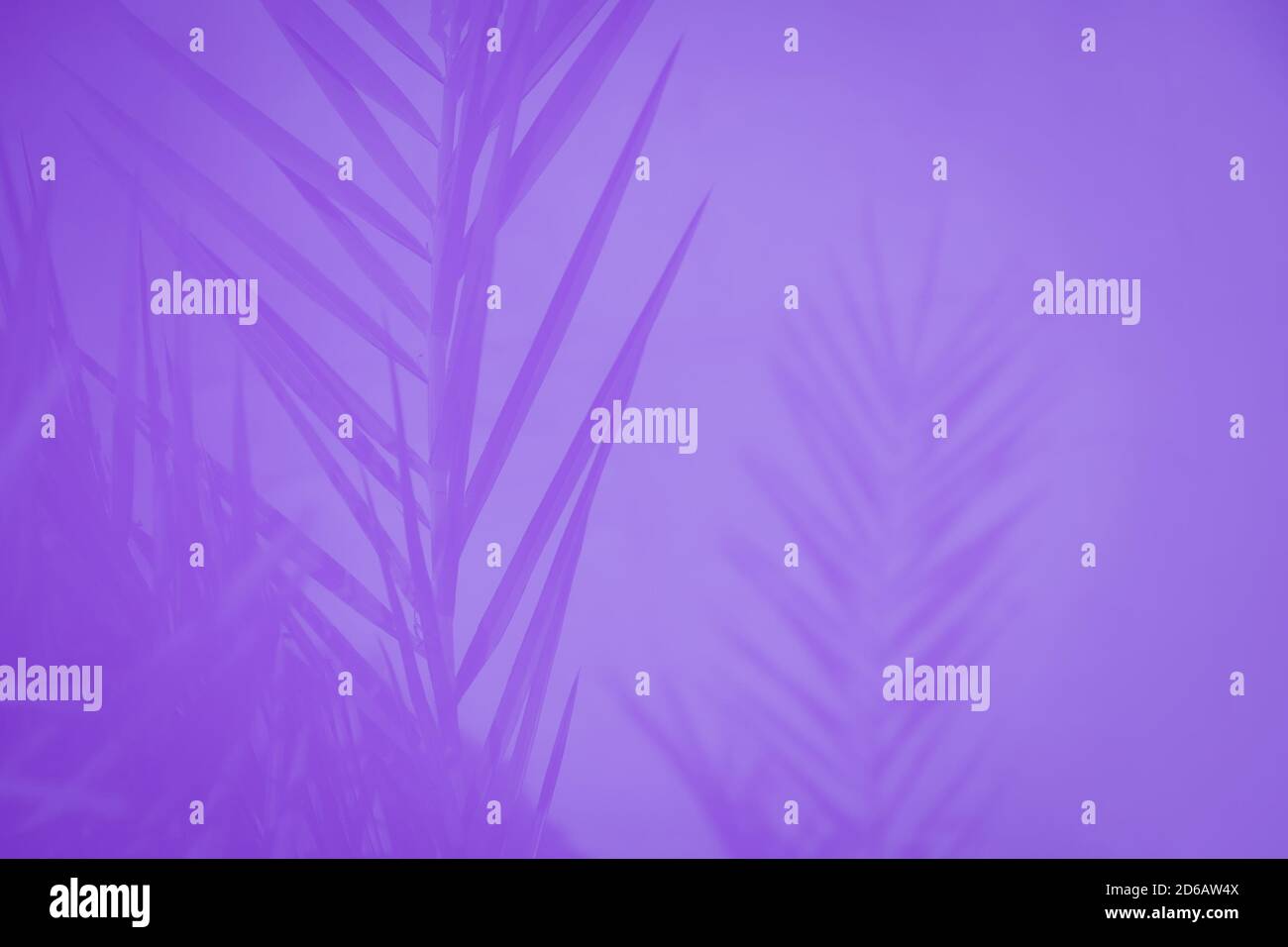 picture Light Violet Background Images alamy