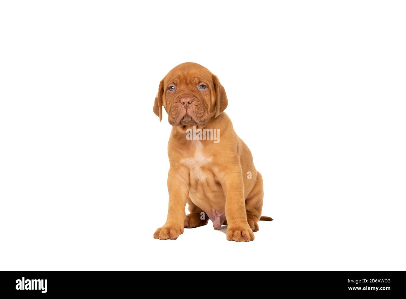 Cute puppy Frensh breed dogue de Bordeaux sitting isolated on a white ...