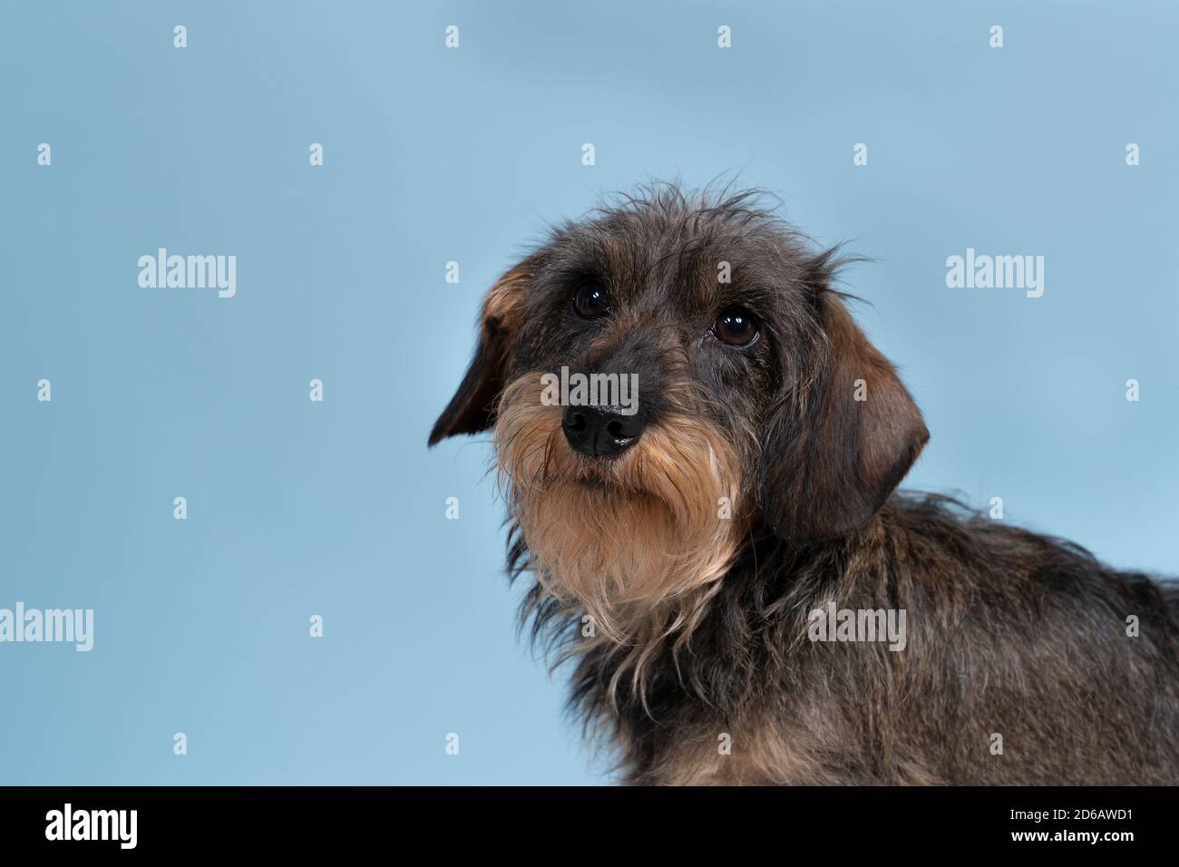 dog with long mustache