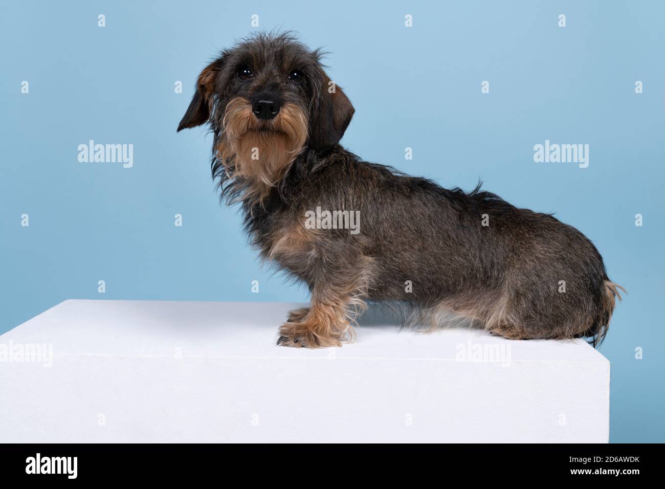 blue wire haired dachshund