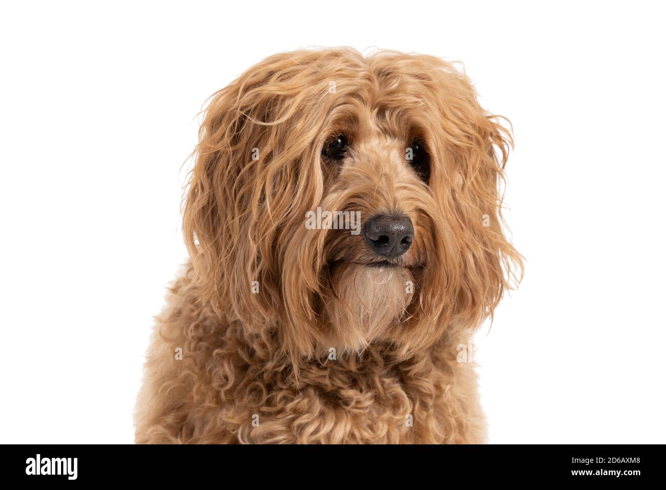 Portrait of the head of a Golden Labradoodle looking at the camera sitting isolated on white
