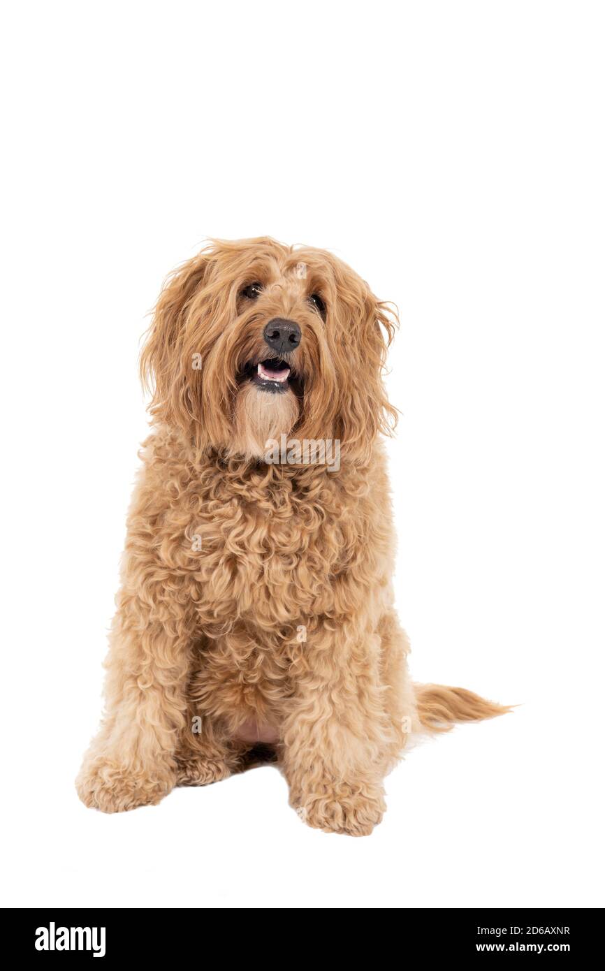 Golden Labradoodle looking at the camera head tilted sitting isolated on white background Stock Photo