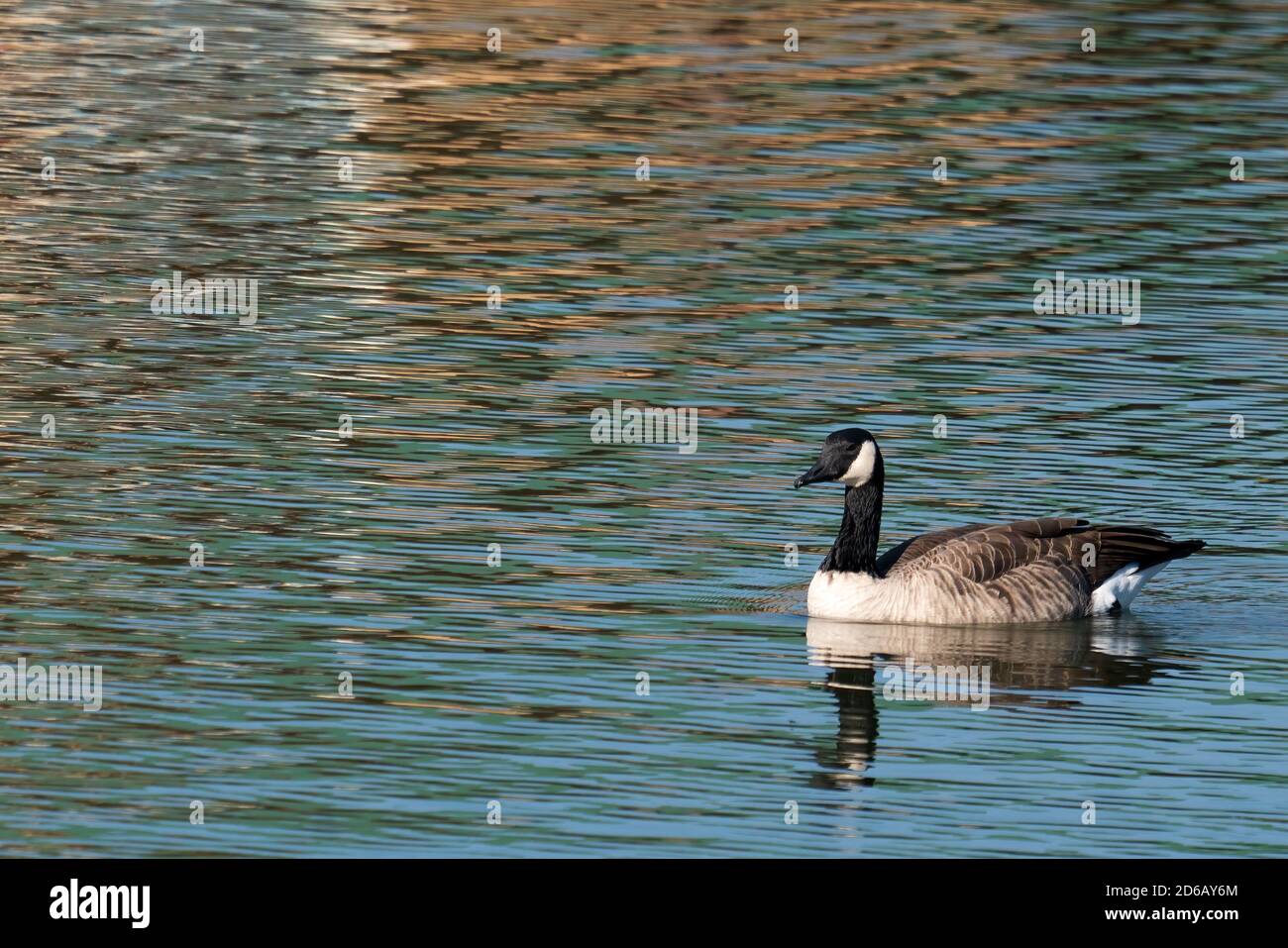 One Canada goose on a pond with fall colors reflected in the water Stock Photo Alamy