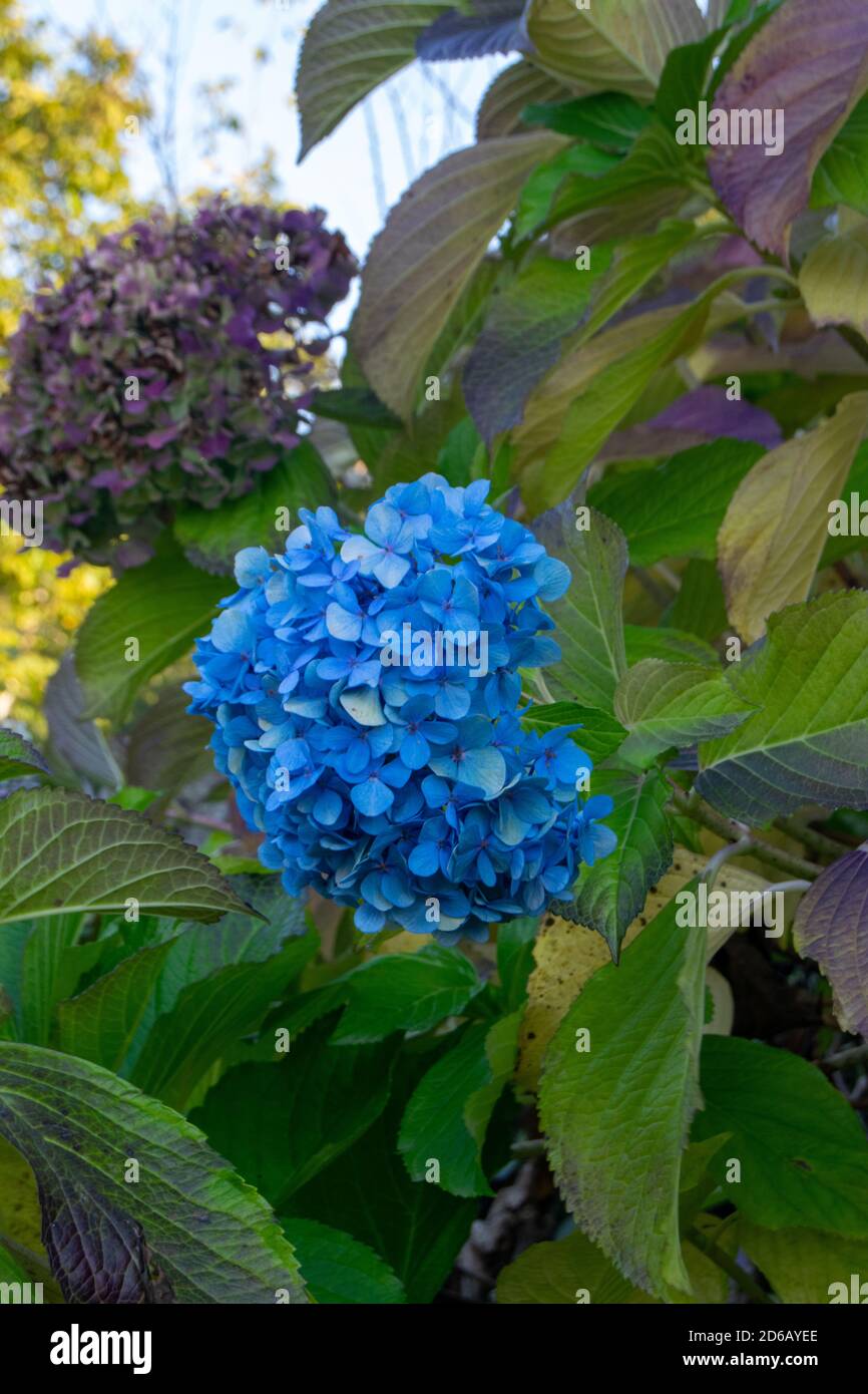 Hydrangea macrophylla blue hires stock photography and images Alamy