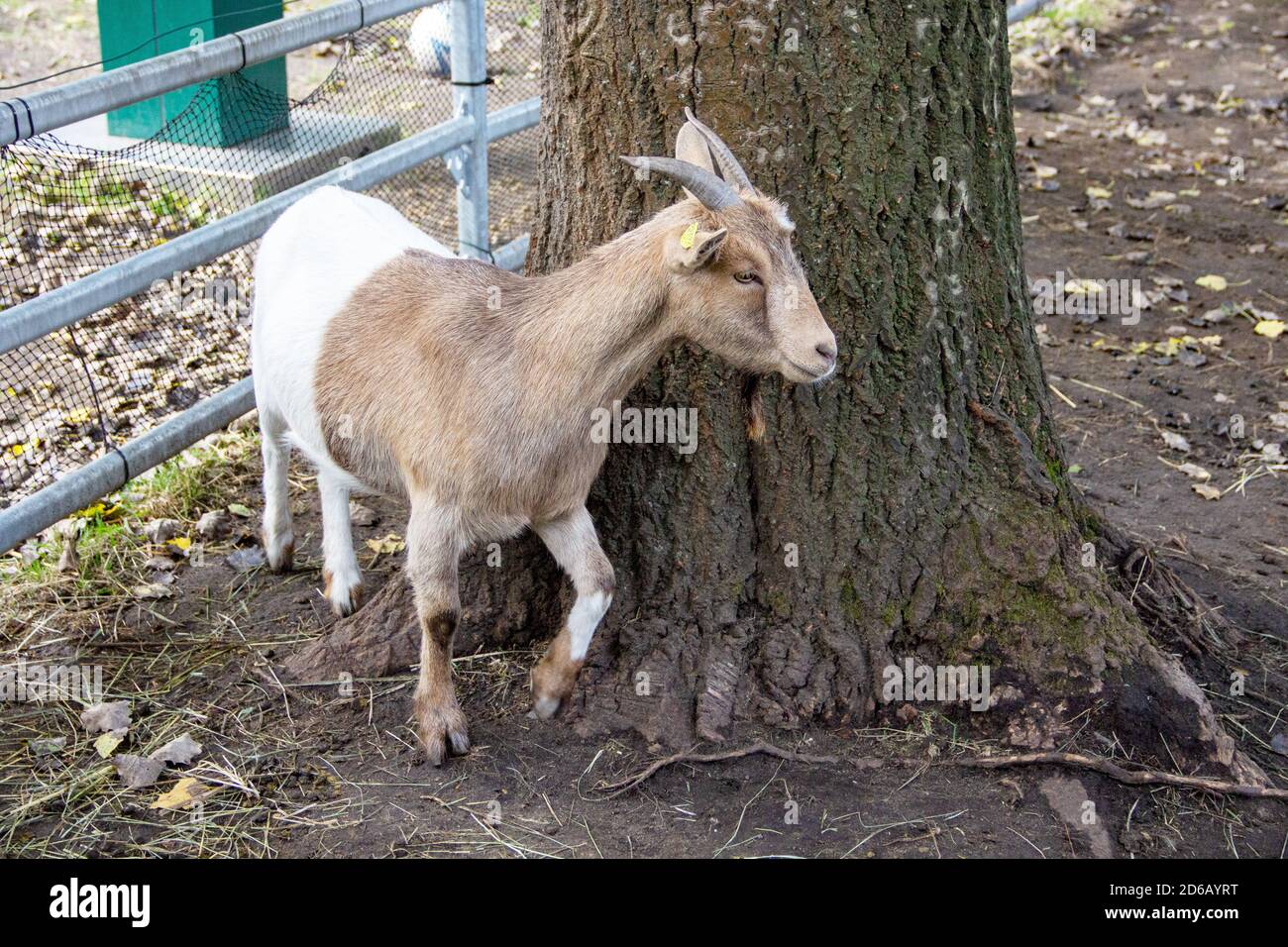 Side view of a West African Dwarf goat is a traditional breed of West and Central Africa, Capra aegagrus hircus Stock Photo