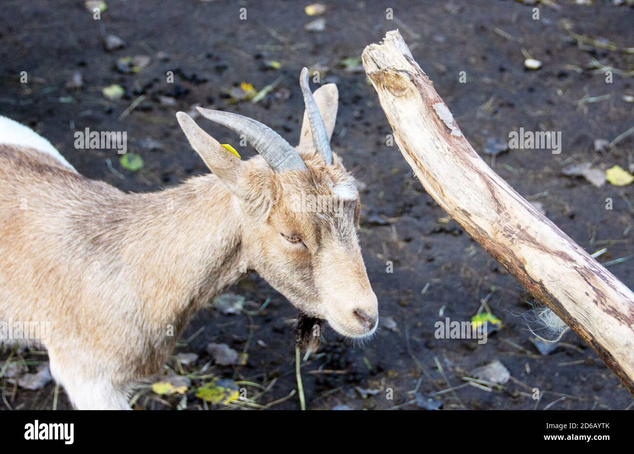 View of the head from a West African Dwarf goat is a traditional breed of West and Central Africa, Capra aegagrus hircus Stock Photo