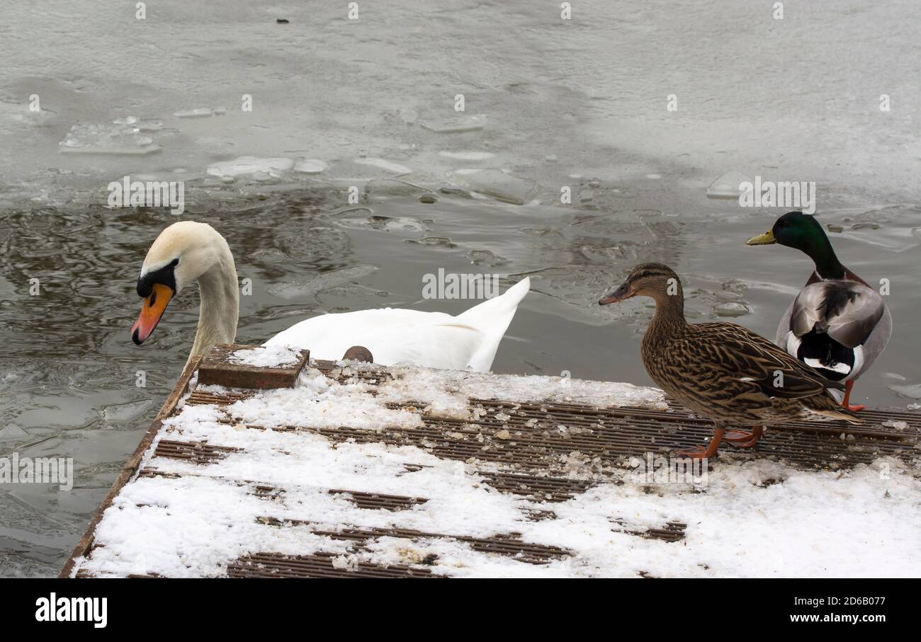 Swan and two ducks on a frozen pond Stock Photo