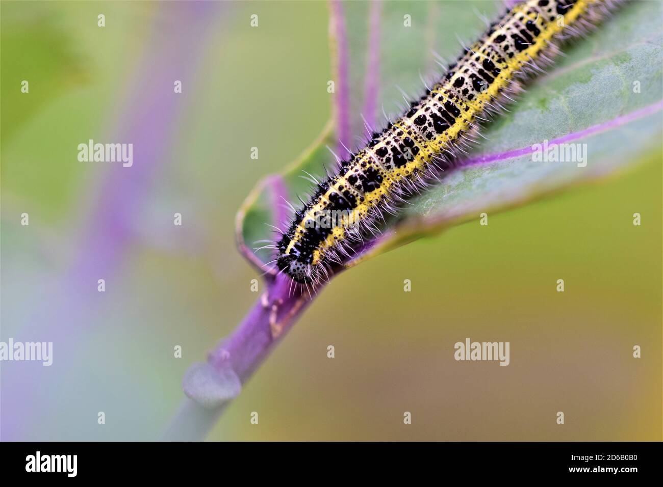 Cabbage caterpillar on a green eaten cabbage leaf Stock Photo - Alamy