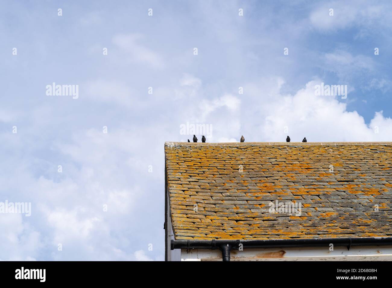 Lichen covered roof with a couple of starling on the top against a blue sky with white clouds Stock Photo