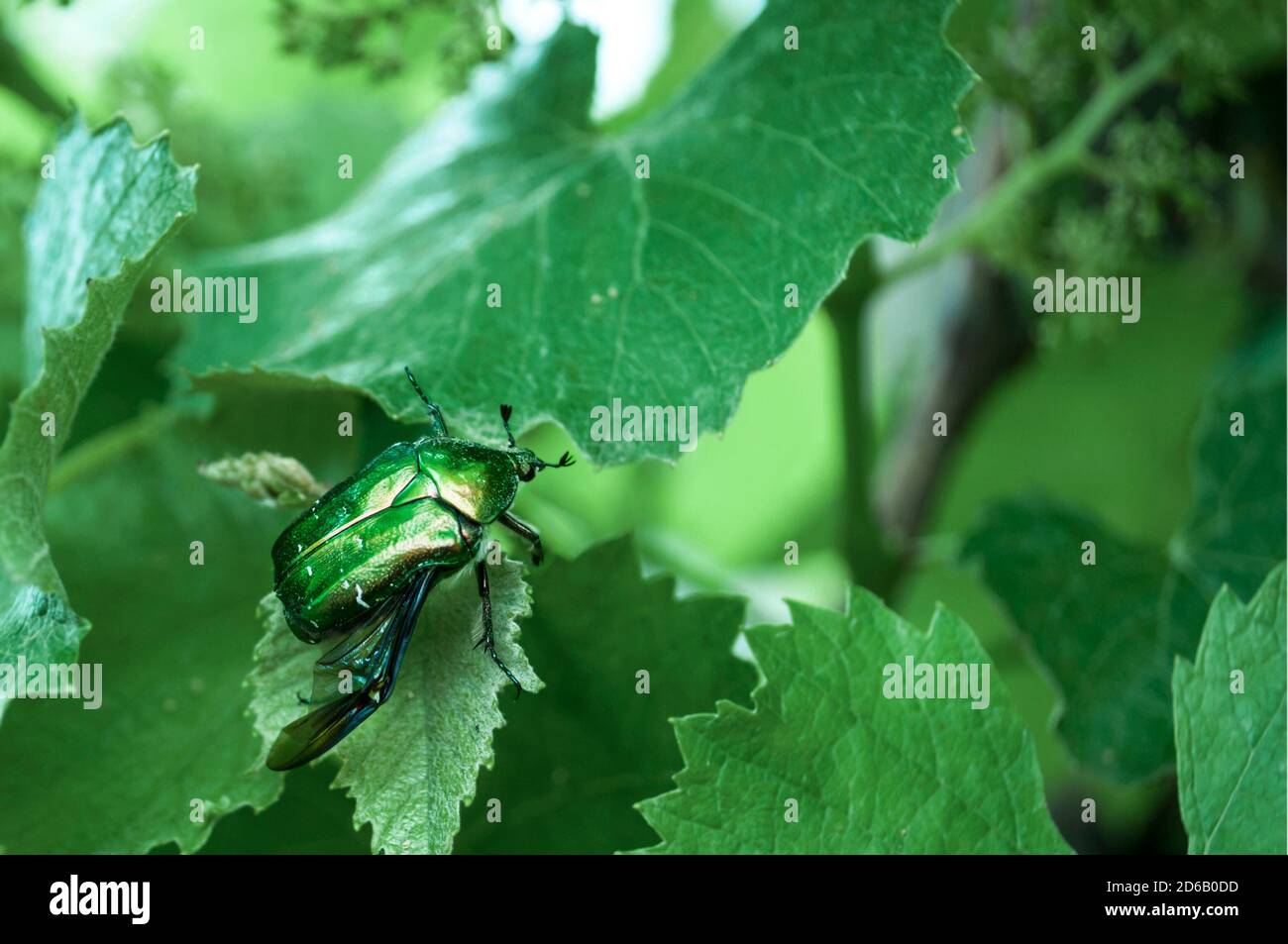 Green bronze on grape leaves, large green beetle with a bronze sheen on