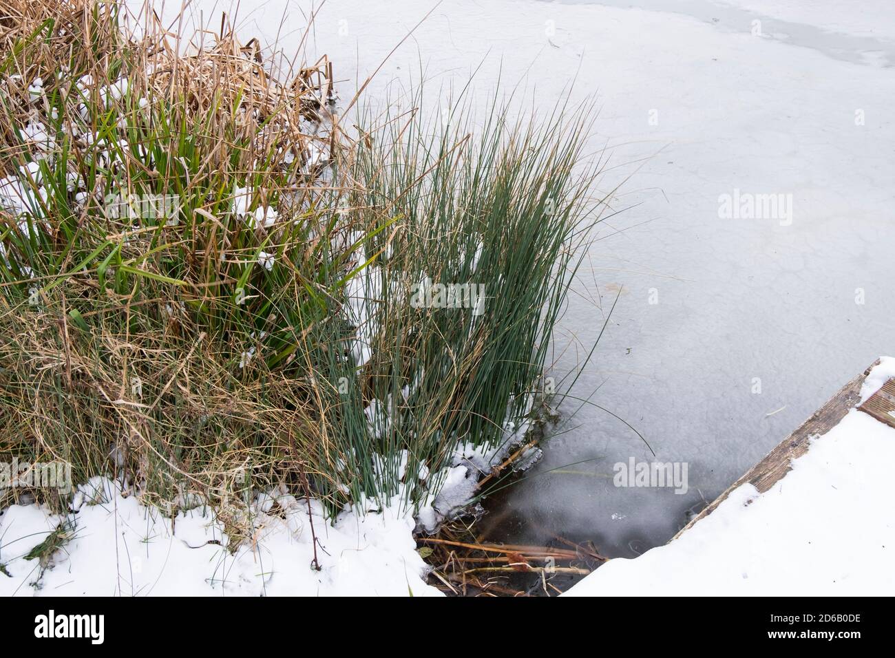 Frozen reeds in a pond Stock Photo