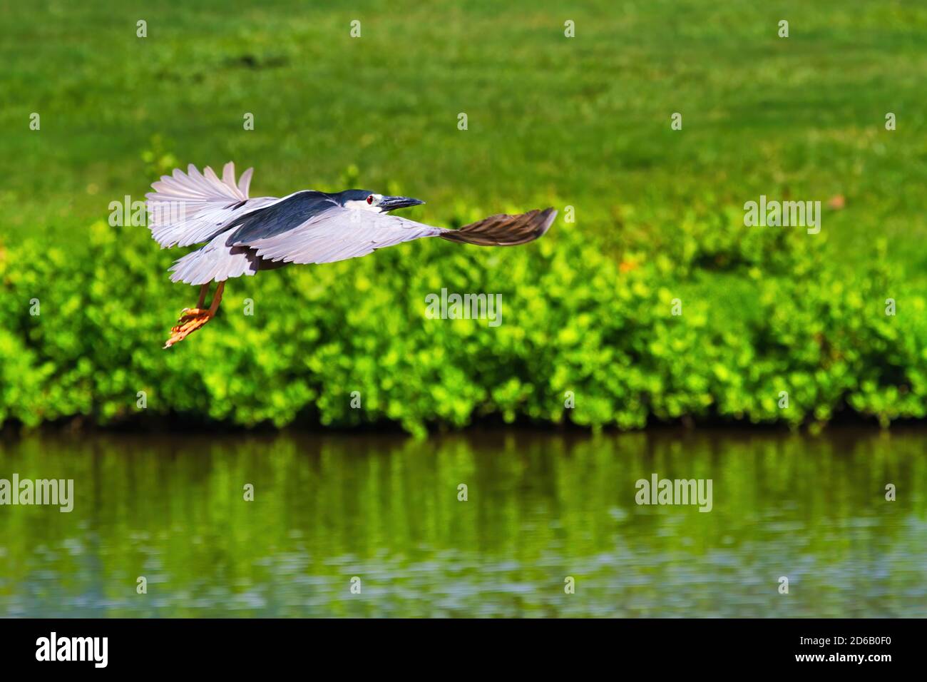 Eye level view of a blue heron flying very low over a pond in search of food. Stock Photo