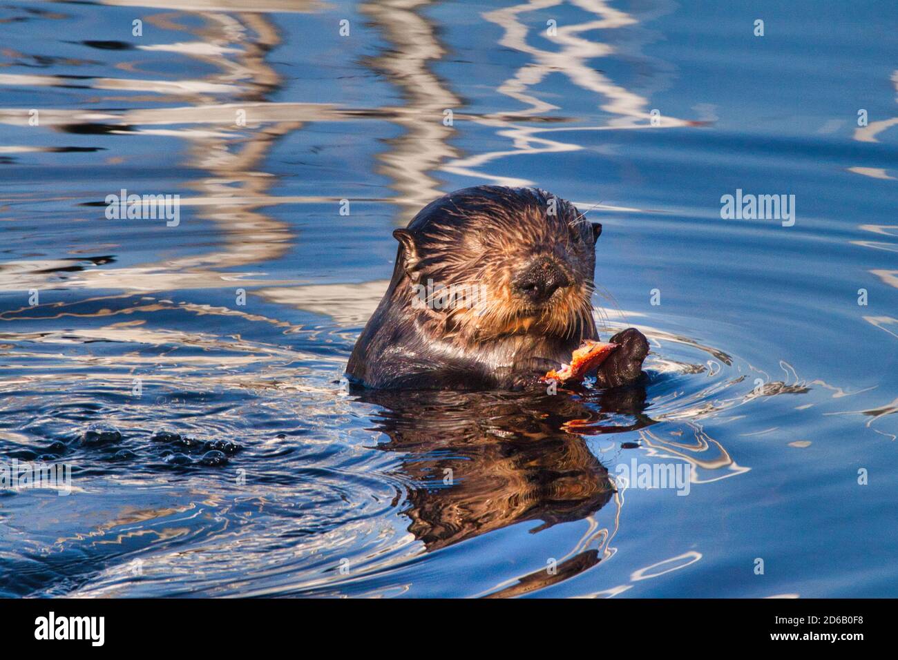 Young sea otter eating a shell fish. Stock Photo