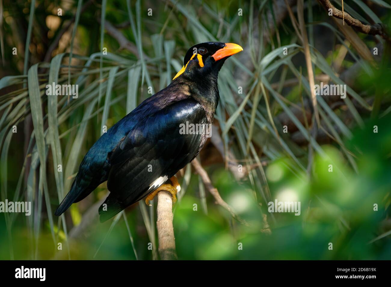 Hill Myna High Resolution Stock Photography And Images Alamy Hill Myna High Resolution Stock Photography And Images Alamy