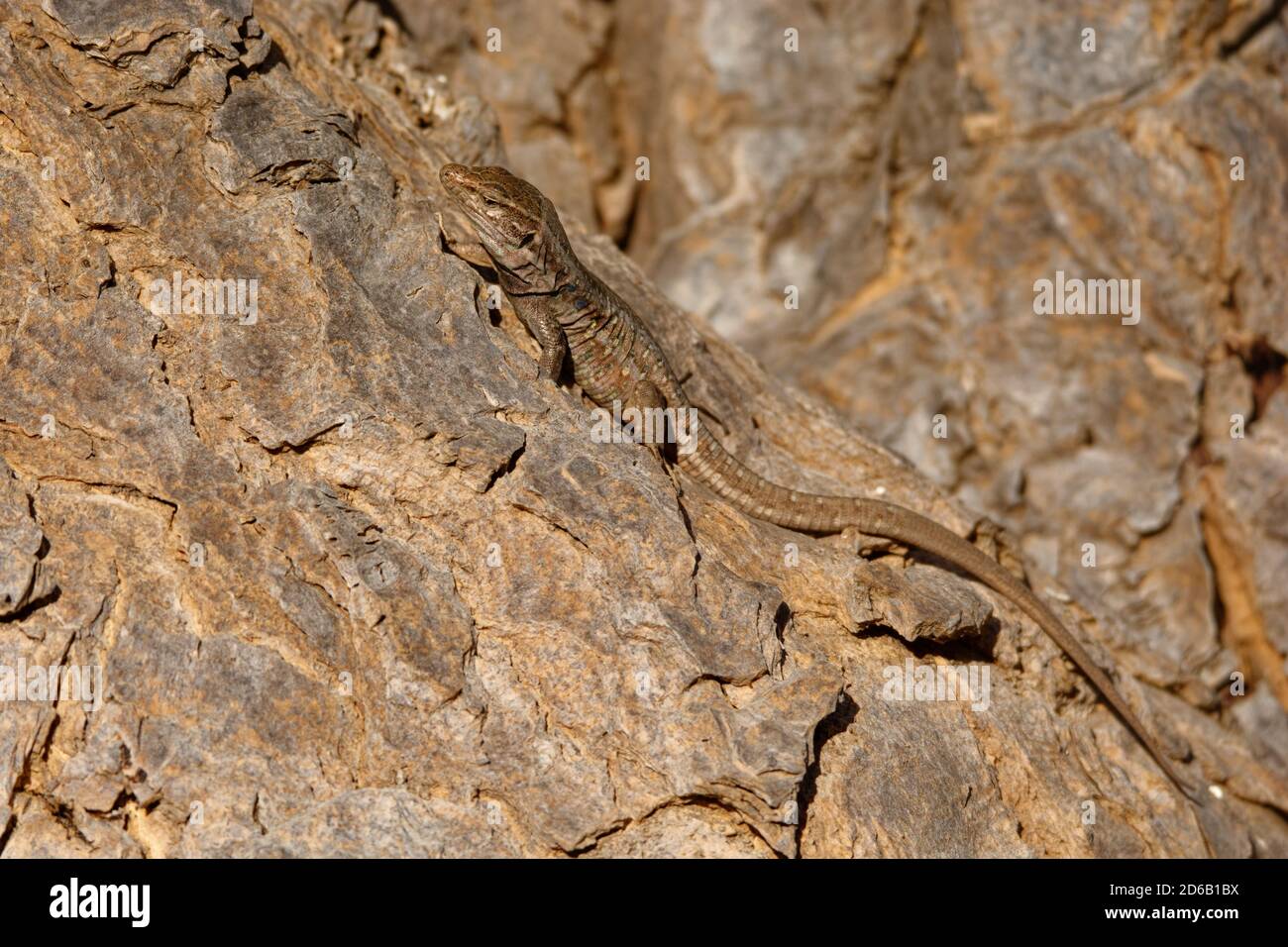 Gallotia galloti Gallots lizard, Tenerife lizard or Western Canaries