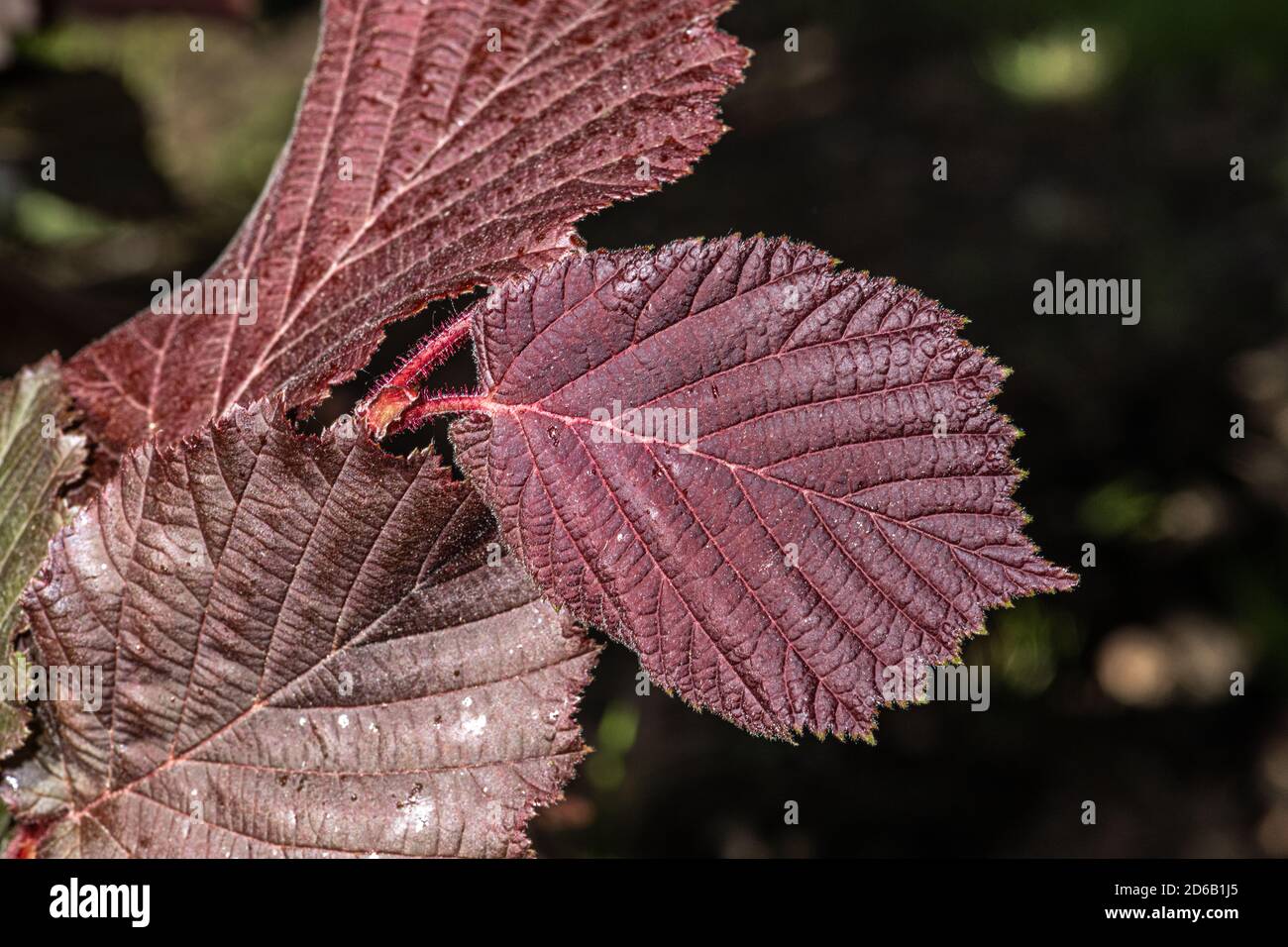 Leaves of Red Leaf Filbert (Corylus maxima 'Rote Zeller') Stock Photo