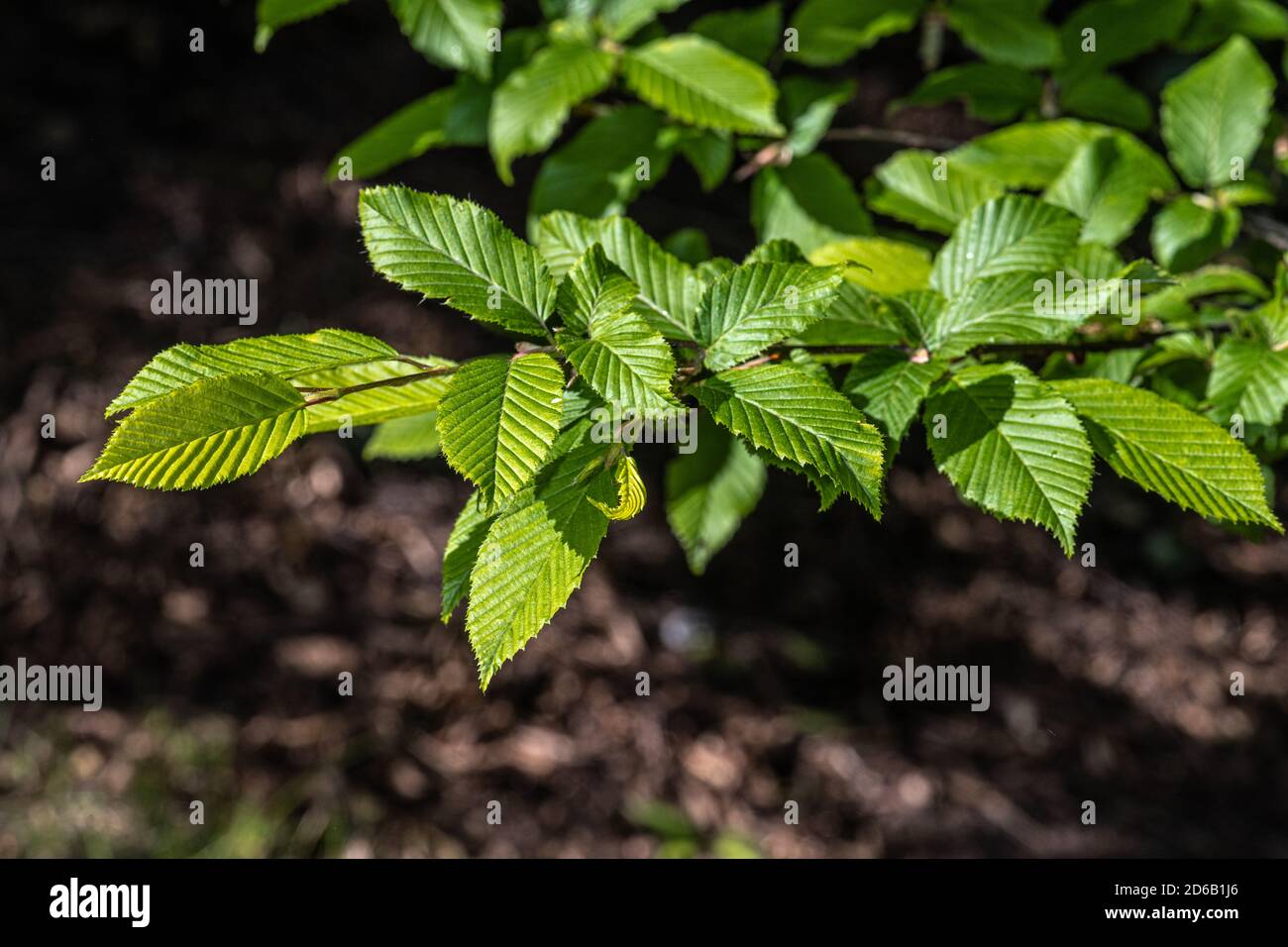 Leaves of Pyramidal European Hornbeam (Carpinus betulus 'Fastigiata') Stock Photo