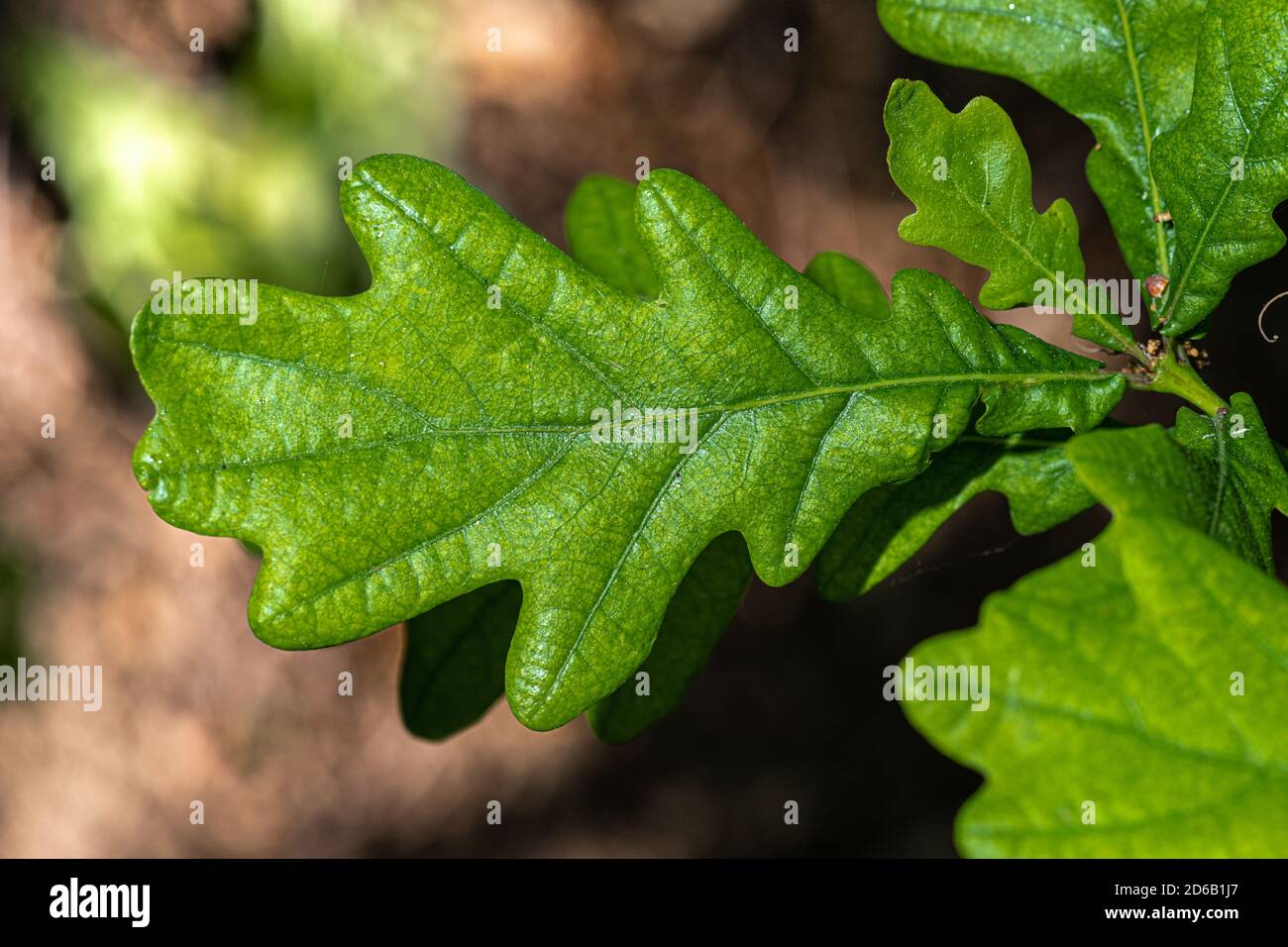 Leaves of Skyrocket Columnar English Oak (Quercus robur 'Fastigiata') Stock Photo