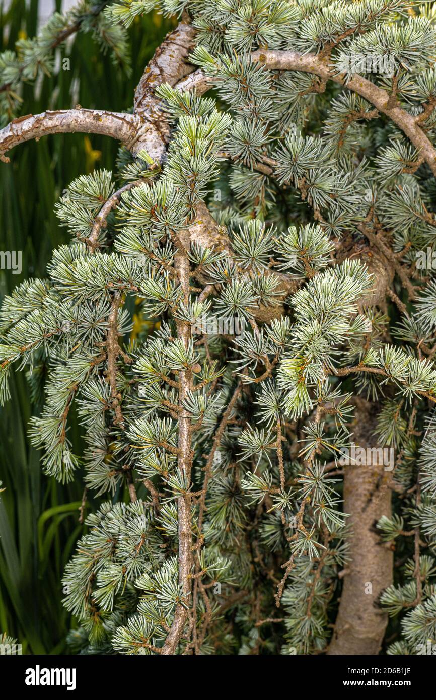 Leaves of Weeping Blue Atlas Cedar (Cedrus atlantica 'Glauca Pendula') Stock Photo