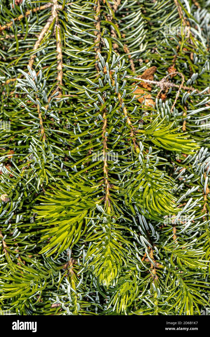 Leaves of Weeping Serbian Spruce (Picea omorika 'Pendula') Stock Photo