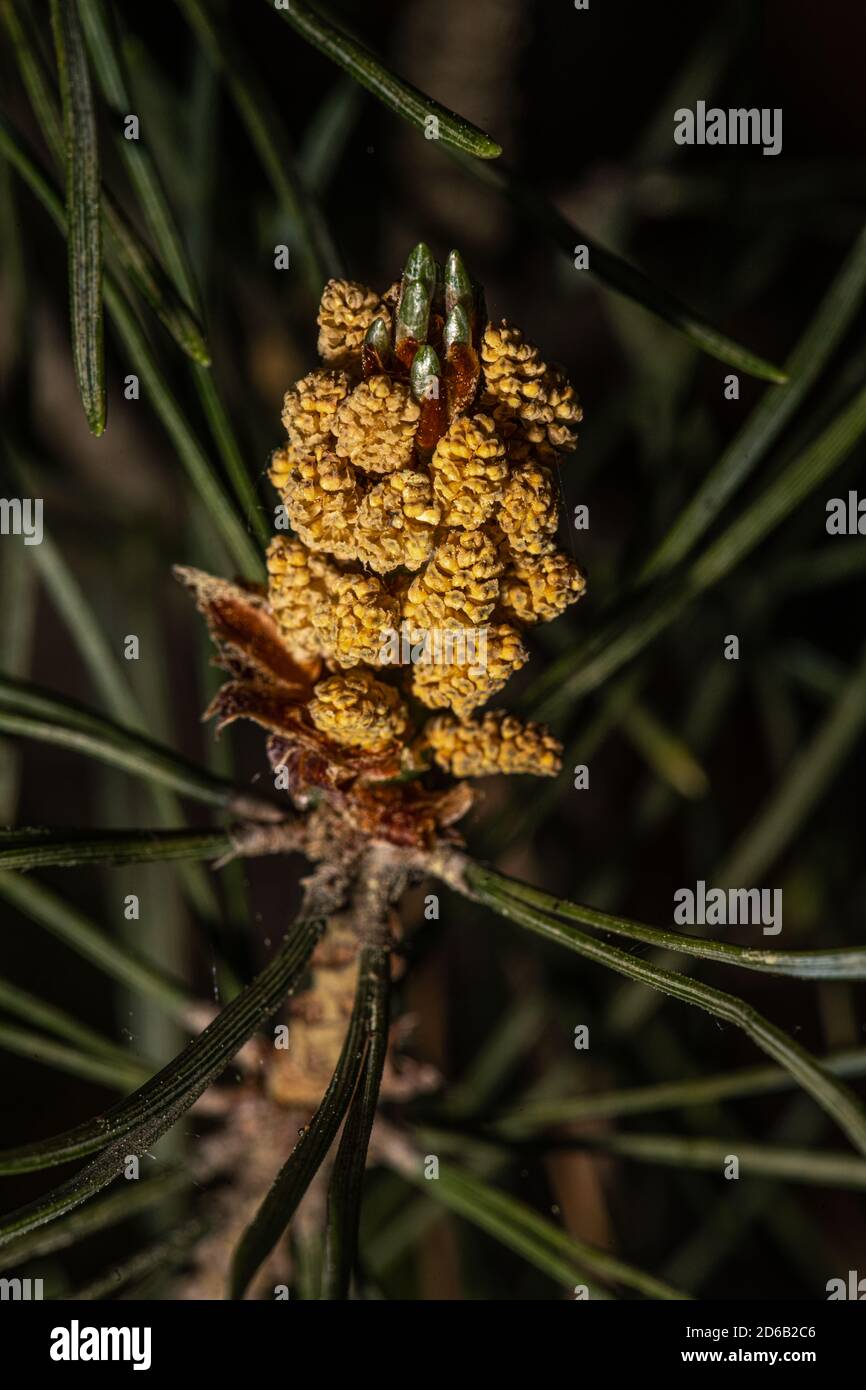 Male Cones of Scots Pine (Pinus sylvestris 'Fastigiata') Stock Photo