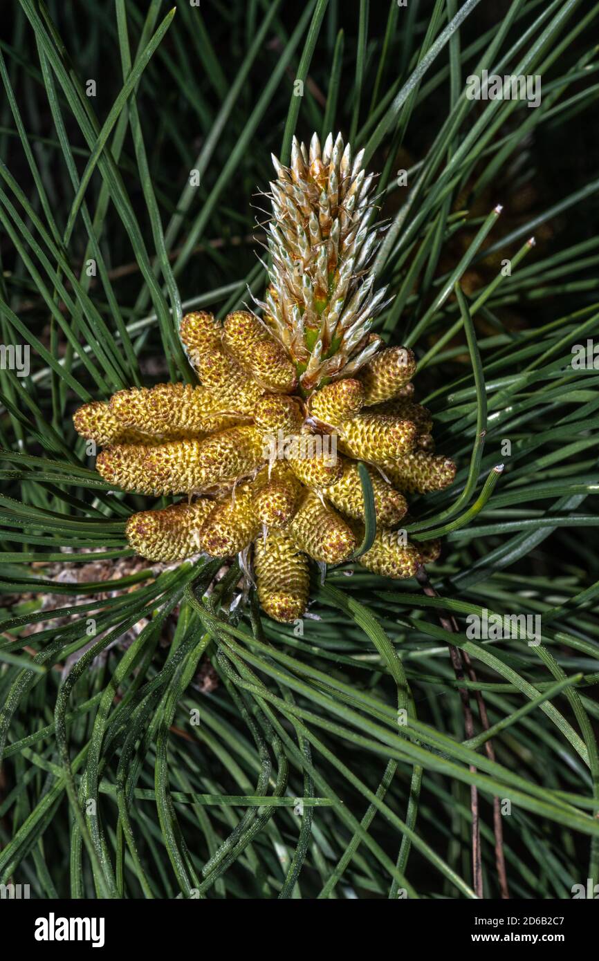 Male Cones of Austrian Pine (Pinus nigra) Stock Photo
