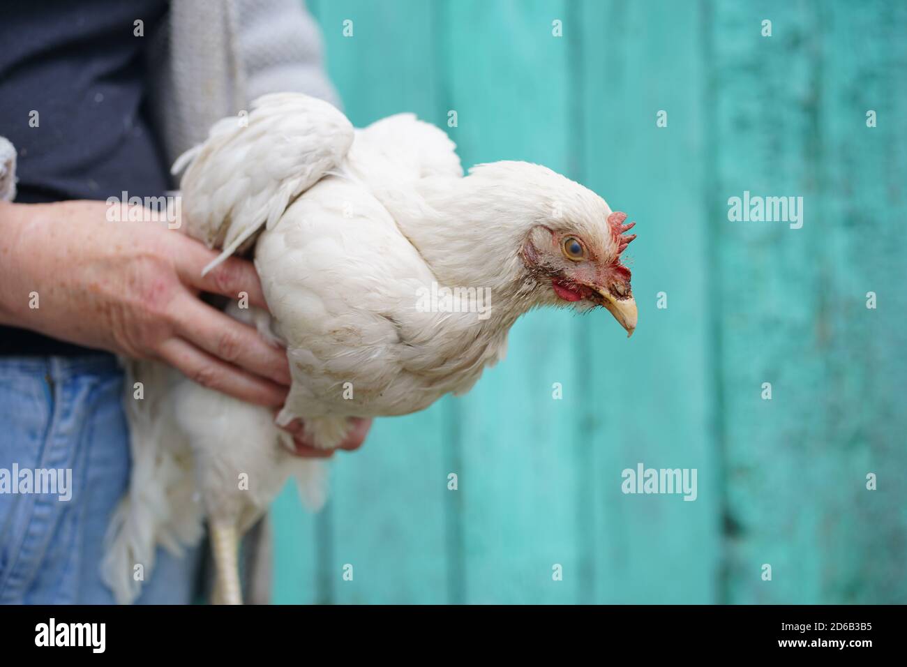 Close up of mature woman holds white chicken in hands 