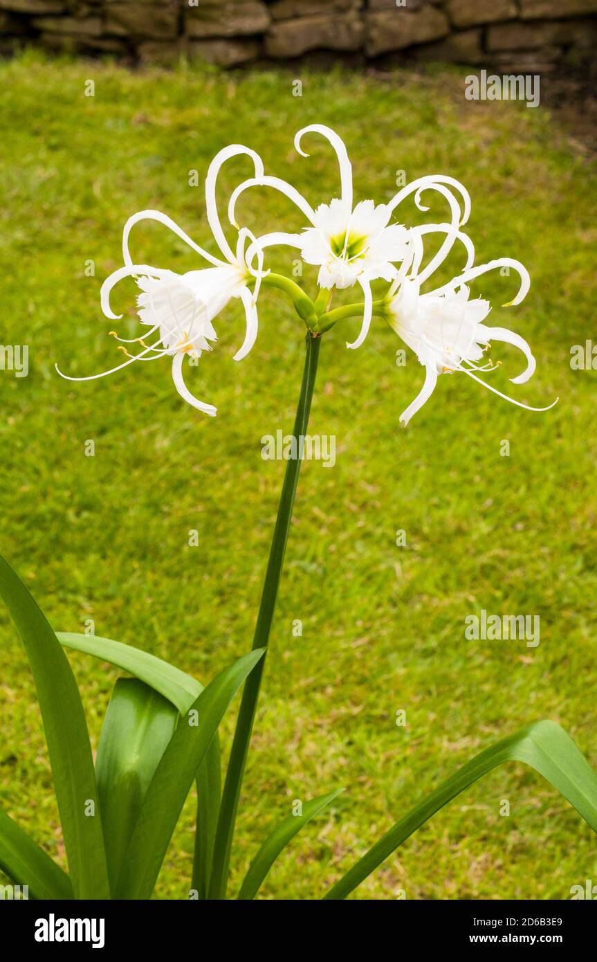Close up of Hymenocallis x festalis flowers  A spring and summer flowering evergreen perennial that is frost tender also called Spider Lily Stock Photo