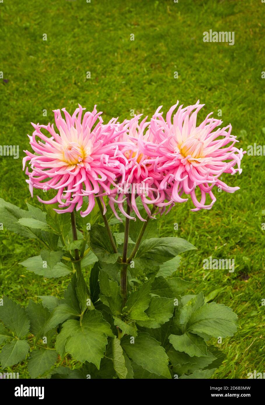 Close up of flower and buds of cactus dahlia Stars Favorite. A large pink and white fully double bushy dahlia that flowers through summer into autumn Stock Photo