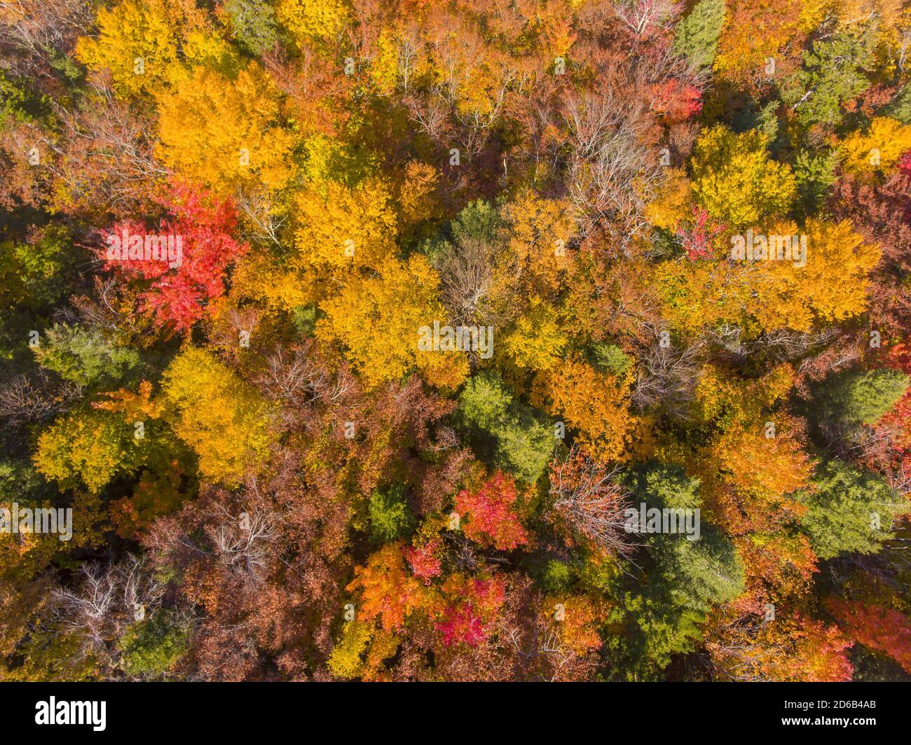 White Mountain National Forest fall foliage near Kancamagus Highway aerial view near Sugar Hill Scenic Vista, Town of Lincoln, New Hampshire NH, USA. Stock Photo