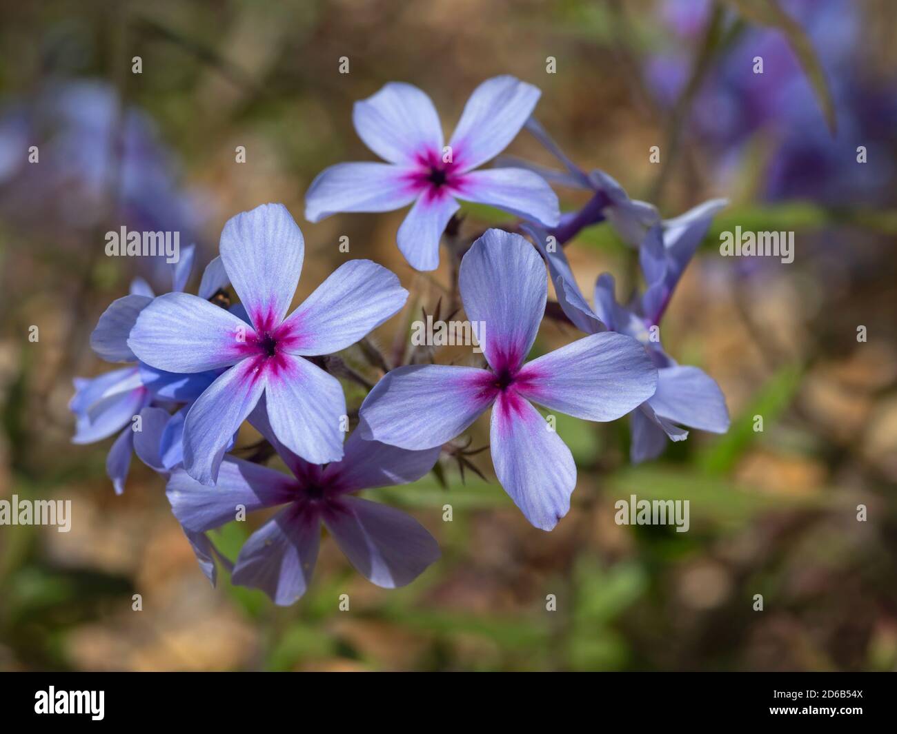 Closeup of pretty purple creeping phlox flowers in a garden Stock Photo