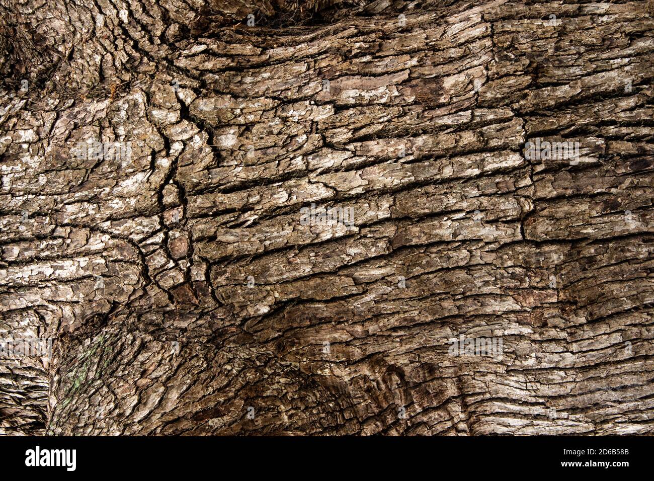 Tree timber bark wood close up ideal as natural environment graphic background wallpaper Stock Photo