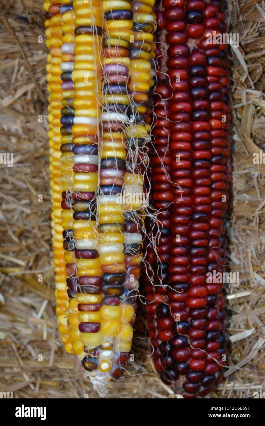 One red ear of corn hires stock photography and images Alamy